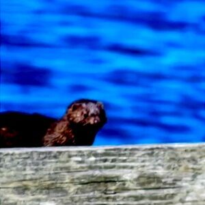 I mean at the end of the pier in Watkins, Glen and the marina